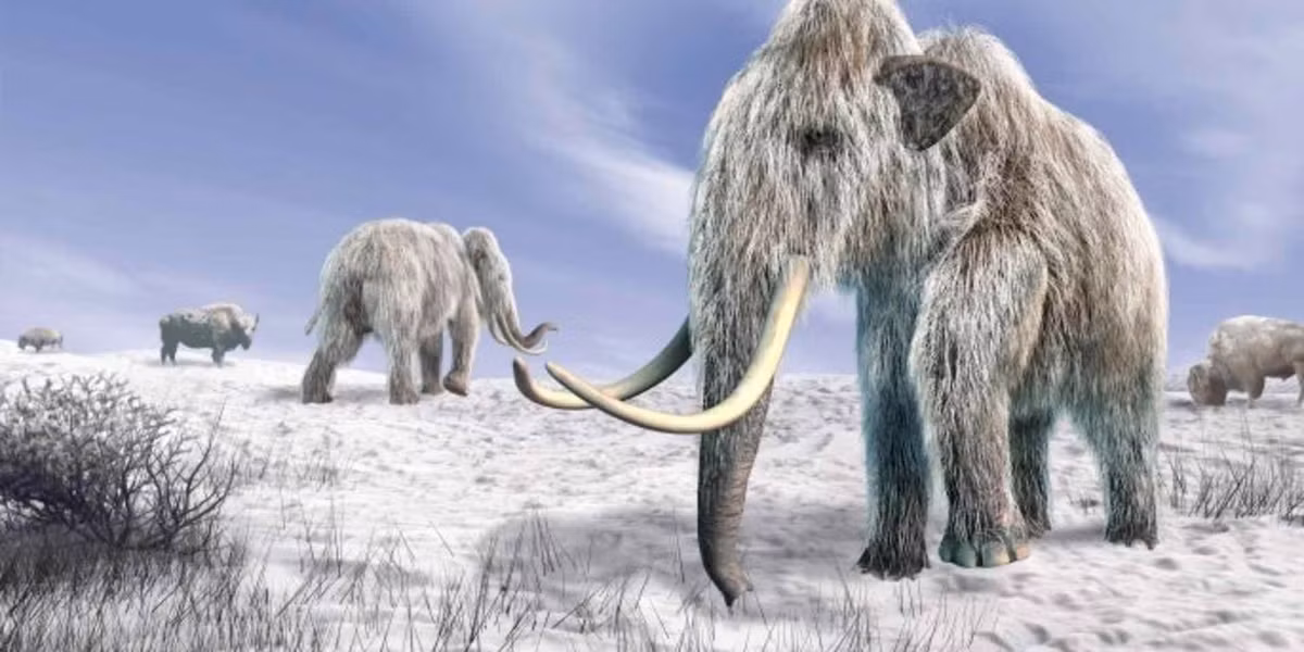 Đến nay, nguyên nhân khiến voi ma mút lông xoăn tuyệt chủng vẫn là chủ đề gây tranh luận. Nhiều ý kiến cho rằng, hoạt động săn bắt quá mức của con người và biến đổi khí hậu nghiêm trọng có thể là nguyên nhân chính đẩy loài này đến bờ vực tuyệt chủng. Ảnh: LEONELLO CALVETTI.