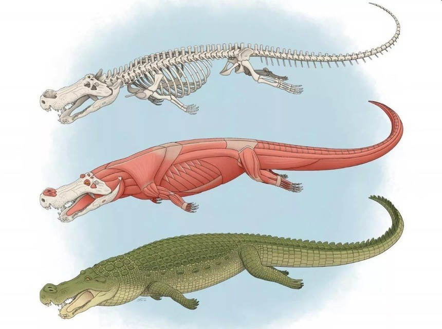 Theo các nhà nghiên cứu, cá sấu Deinosuchus schwimmeri là một trong những giống cá sấu lớn nhất từng tồn tại trên Trái đất với kích thước cơ thể có thể lên tới 9,6m. Ảnh: Cnet.