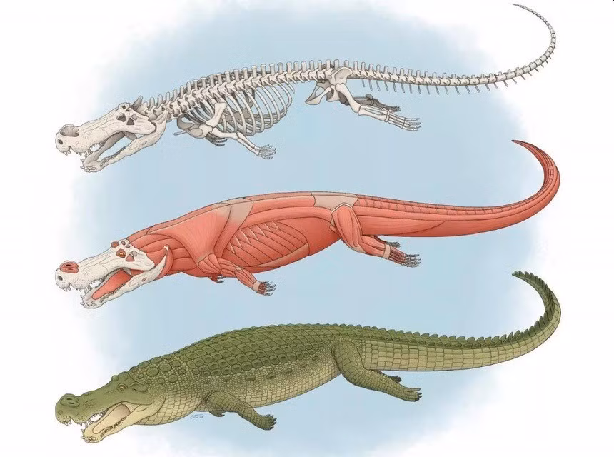 Theo các nhà nghiên cứu, cá sấu Deinosuchus schwimmeri là một trong những giống cá sấu lớn nhất từng tồn tại trên Trái đất với kích thước cơ thể có thể lên tới 9,6m. Ảnh: Cnet.