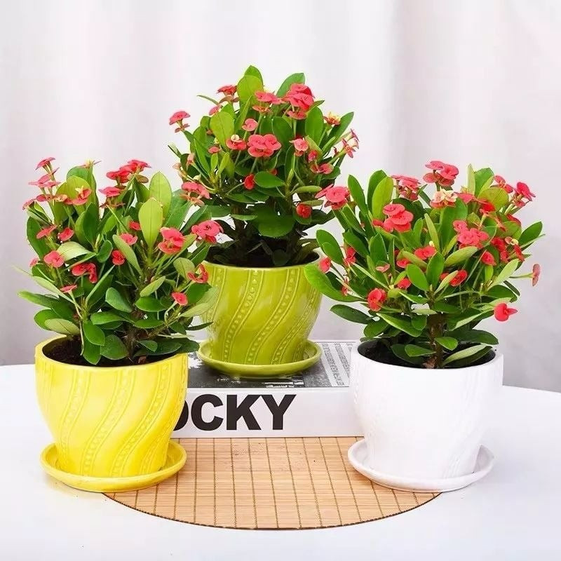 Chỉ cần ánh sáng đầy đủ, bát tiên có thể nở gần như quanh năm, được mệnh danh là “vua hoa” của người bận rộn. Cây có sức đề kháng cao, ít sâu bệnh, chịu nắng – chịu nóng – chịu lạnh rất tốt.