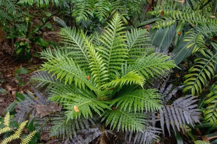 Khám phá này khiến giới nghiên cứu kinh ngạc bởi vì trước đây, sự hình thành của các khoáng vật đất hiếm như monazit chỉ được cho là trong điều kiện nhiệt độ và áp suất cực cao sâu trong lòng đất. Ảnh: The Star.