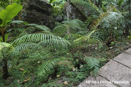 Phương pháp này gần như không phá vỡ cấu trúc đất và hạn chế tối đa chất thải độc hại như phương pháp khai thác quặng truyền thống. Ảnh: nparks.gov.sg.