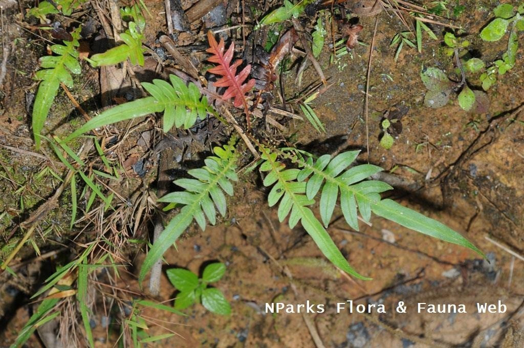 Các chuyên gia nhận định phát hiện mới về loài dương xỉ Blechnum orientale có thể là chìa khóa thúc đẩy công nghệ phytomining - phương pháp dùng cây xanh để hút kim loại từ đất nhằm thu hồi và xử lý sau đó. Ảnh: nparks.gov.sg.