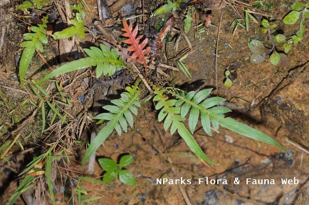 Các chuyên gia nhận định phát hiện mới về loài dương xỉ Blechnum orientale có thể là chìa khóa thúc đẩy công nghệ phytomining - phương pháp dùng cây xanh để hút kim loại từ đất nhằm thu hồi và xử lý sau đó. Ảnh: nparks.gov.sg.