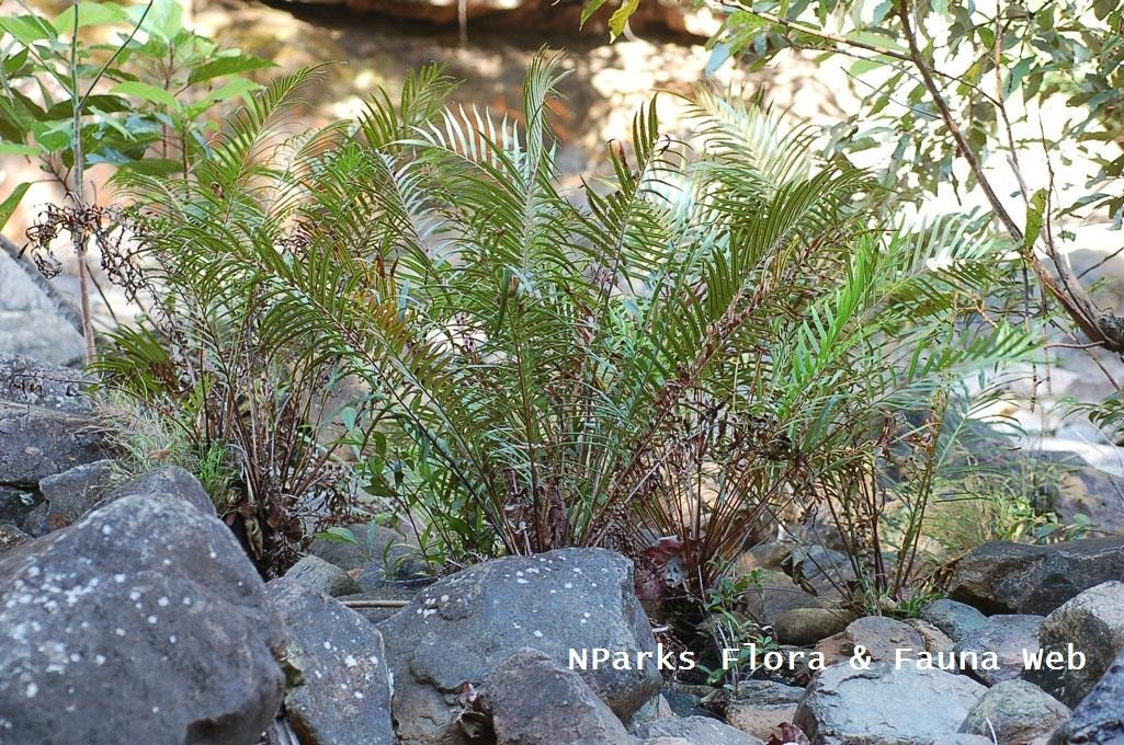 Đây là lần đầu tiên giới khoa học ghi nhận monazit hình thành trong môi trường bề mặt cũng như bên trong một loài thực vật. Ảnh: nparks.gov.sg.