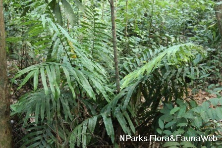 Phát hiện mới về khả năng tự tạo ra các tinh thể chứa nguyên tố đất hiếm của dương xỉ Blechnum orientale hứa hẹn có thể thúc đẩy phát triển năng lượng sạch và bảo vệ môi trường trong tương lai. Ảnh: nparks.gov.sg.