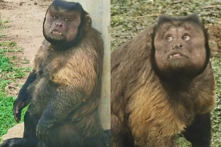 Nhiều người ở Trung Quốc đã bày tỏ sự thương tiếc trước sự ra đi đột ngột của khỉ mặt vuông Da Zhuang. "Thật là mất mát quá đột ngột", một cư dân mạng viết. Ảnh: HK01.