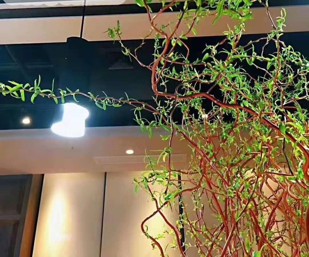 Do chỉ phát triển tốt ở khí hậu mát lạnh, liễu rồng khó trồng đại trà tại Việt Nam, ngoại trừ một số vùng núi cao. Vì vậy, chơi cành cắt nhập khẩu là lựa chọn phổ biến.