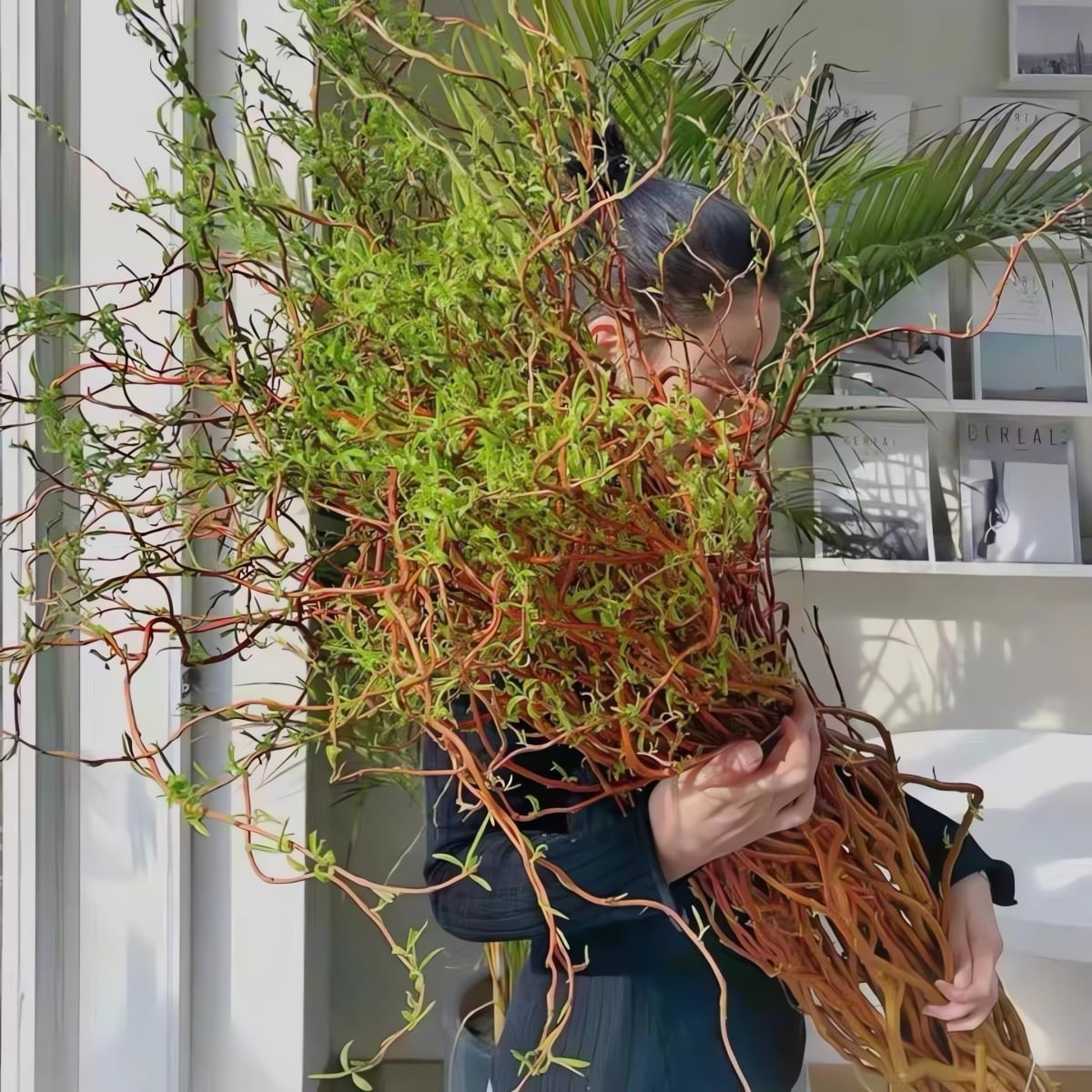 Cây có thể cao tới 15m ngoài tự nhiên. Cành và lá đều xoắn vặn tự nhiên, lá hình mũi mác, xanh mướt vào mùa xuân – hè và chuyển vàng trước khi rụng vào mùa thu.