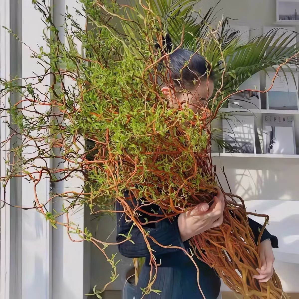 Cây có thể cao tới 15m ngoài tự nhiên. Cành và lá đều xoắn vặn tự nhiên, lá hình mũi mác, xanh mướt vào mùa xuân – hè và chuyển vàng trước khi rụng vào mùa thu.