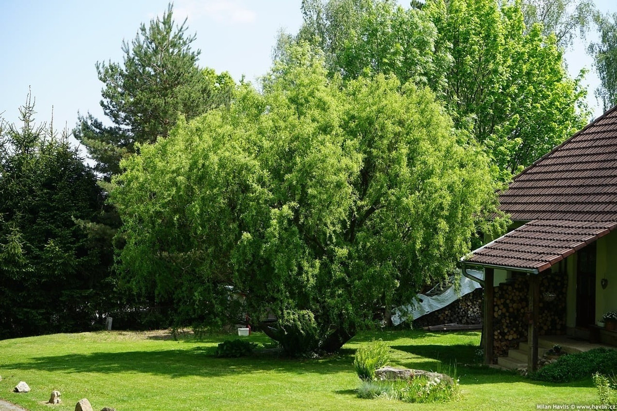 Vài năm gần đây, bên cạnh tuyết mai hay thạch nam, cành liễu rồng trở thành vật liệu cắm cành trang trí nội thất rất được ưa chuộng nhờ vẻ đẹp lạ và giàu tính nghệ thuật.