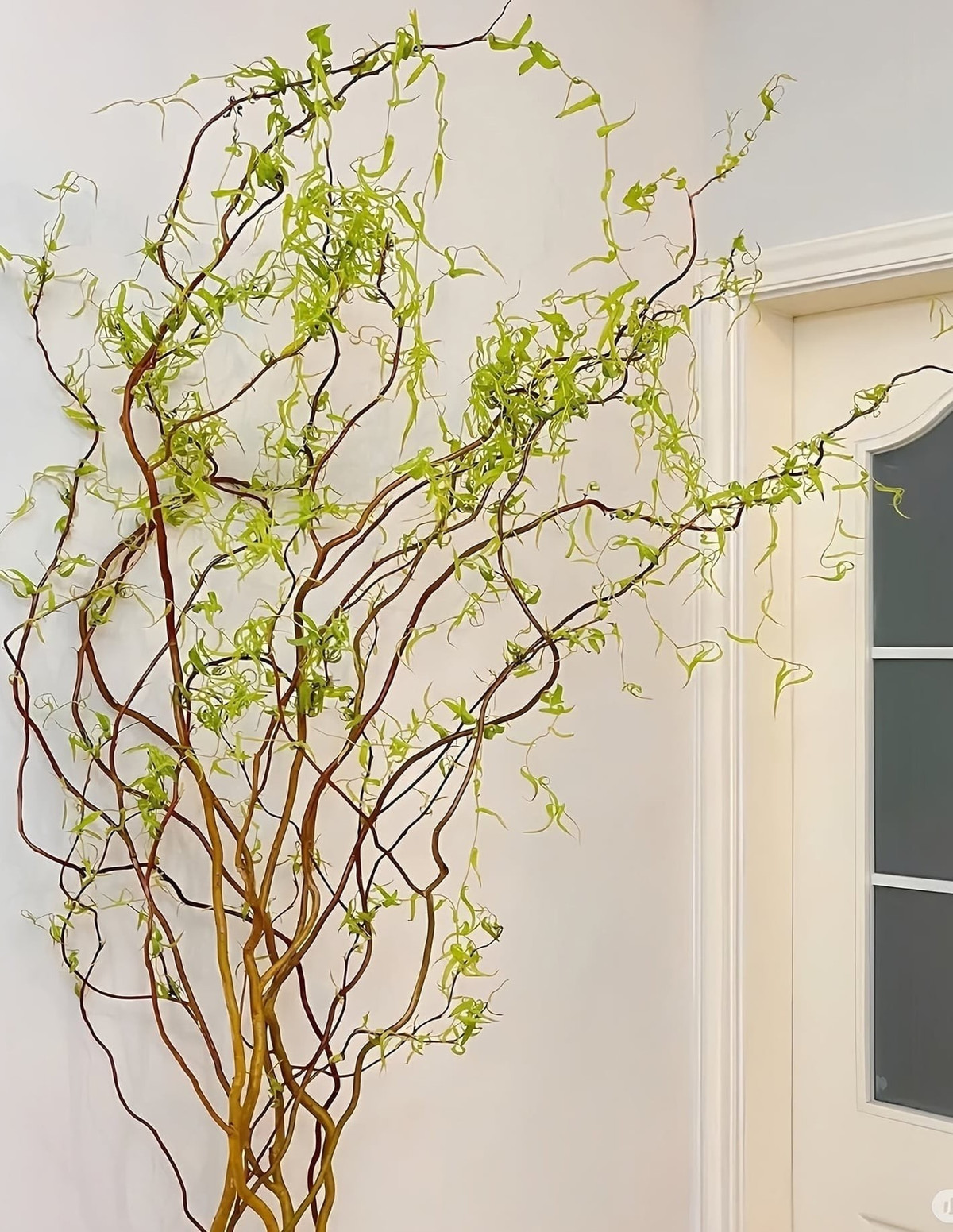 Điểm cuốn hút nhất của liễu rồng là sự đối lập: những cành già xoắn xuýt, khẳng khiu nhưng lại nuôi dưỡng các chồi non xanh mơn mởn, tạo nên vẻ đẹp vừa mạnh mẽ vừa dịu dàng.