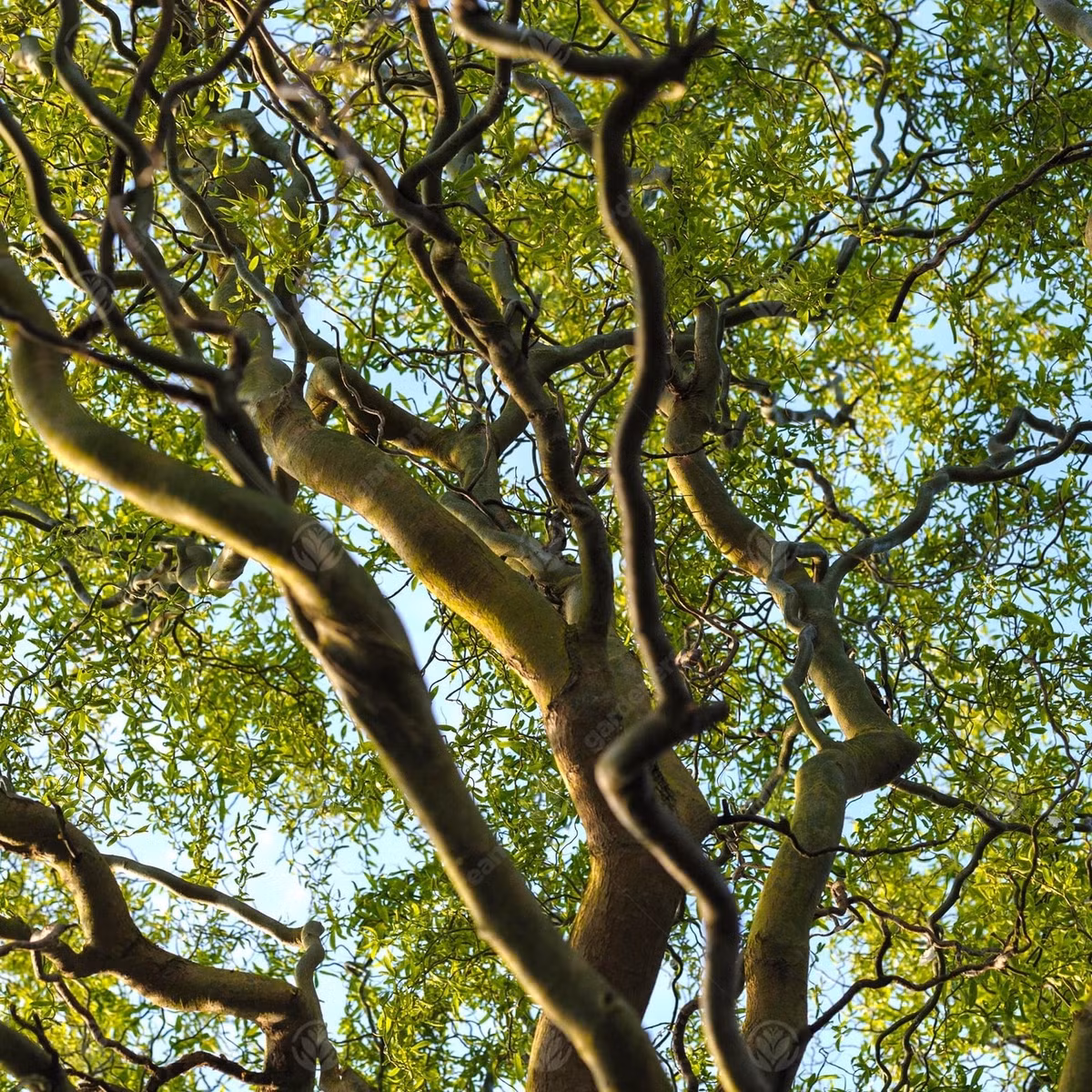 Cành liễu rồng có thể mọc rễ và nảy chồi trong nước, chơi được rất lâu. Ngay cả khi đã khô hoàn toàn, chúng vẫn là vật trang trí mang vẻ đẹp nghệ thuật độc đáo.