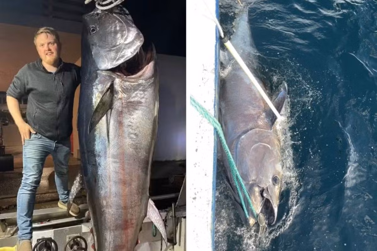 Cần thủ Rostad cho biết còn giữ lại vây đuôi của con cá ngừ khổng lồ làm kỷ niệm và dự định sẽ phơi khô rồi treo nó trong nhà như một chiến lợi phẩm. Ảnh: Reprodução.