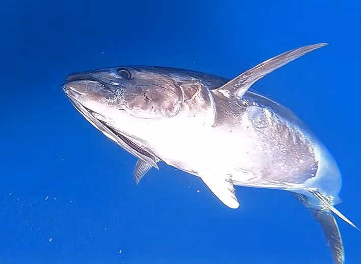 Cá ngừ thường nặng từ 200 - 350 kg. Những con cá càng to và đẹp thì càng có giá trị. Nhiều người đánh cá ở Na Uy giữ lại vây đuôi của con cá ngừ để làm chiến lợi phẩm. Ảnh: fishing-mallorca.net.