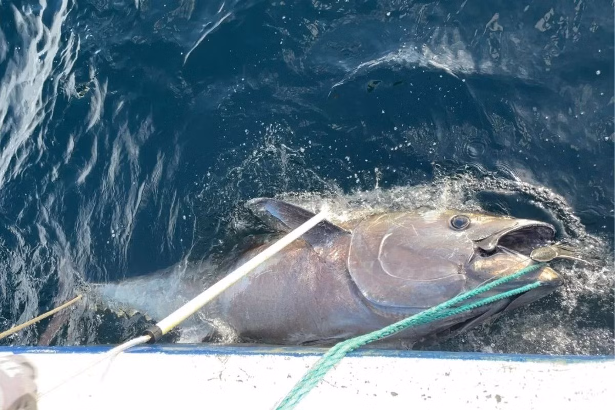 Để đưa được con cá ngừ khủng lên thuyền, anh Rostad đã tốn rất nhiều sức lực. Sau 2,5 tiếng đồng hồ "chiến đấu" với con thủy quái khổng lồ, anh đã kéo được con cá ngừ lên thuyền. Ảnh: Marcus Rostad.