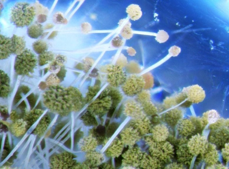 Các nhà nghiên cứu cho hay đây là bước quan trọng trong việc nghiên cứu các loại thuốc mới trong điều trị bệnh ung thư. Ảnh: Ling-Hsiu Liao.