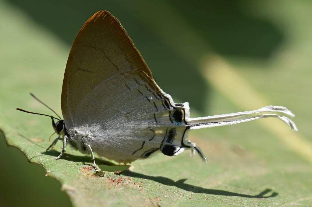 Khám phá mới cung cấp bằng chứng tiến hóa vĩ mô cho giả thuyết rằng các loài bướm không đơn giản chỉ thay đổi màu sắc cơ thể để ngụy trang mà còn phát triển chiến lược độc đáo giúp sống sót trước kẻ săn mồi và duy trì nòi giống. Ảnh: rcannon992.com.