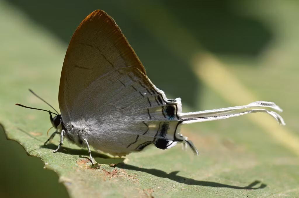 Khám phá mới cung cấp bằng chứng tiến hóa vĩ mô cho giả thuyết rằng các loài bướm không đơn giản chỉ thay đổi màu sắc cơ thể để ngụy trang mà còn phát triển chiến lược độc đáo giúp sống sót trước kẻ săn mồi và duy trì nòi giống. Ảnh: rcannon992.com.
