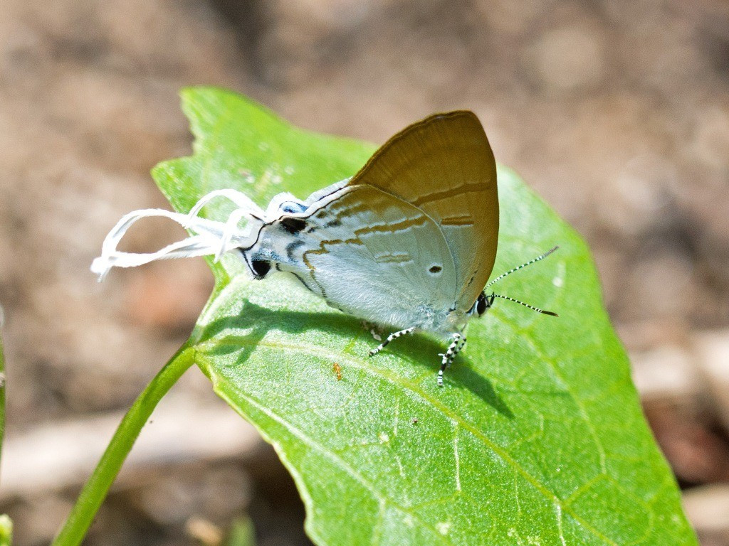 Trong khi đó, bướm Arawacus aetolus lại chọn cách sử dụng hoa văn sắc nét và đối xứng để tạo hiệu ứng nhiễu thị giác, khiến kẻ săn mồi khó có thể xác định được vị trí tấn công chính xác. Ảnh: rcannon992.com.