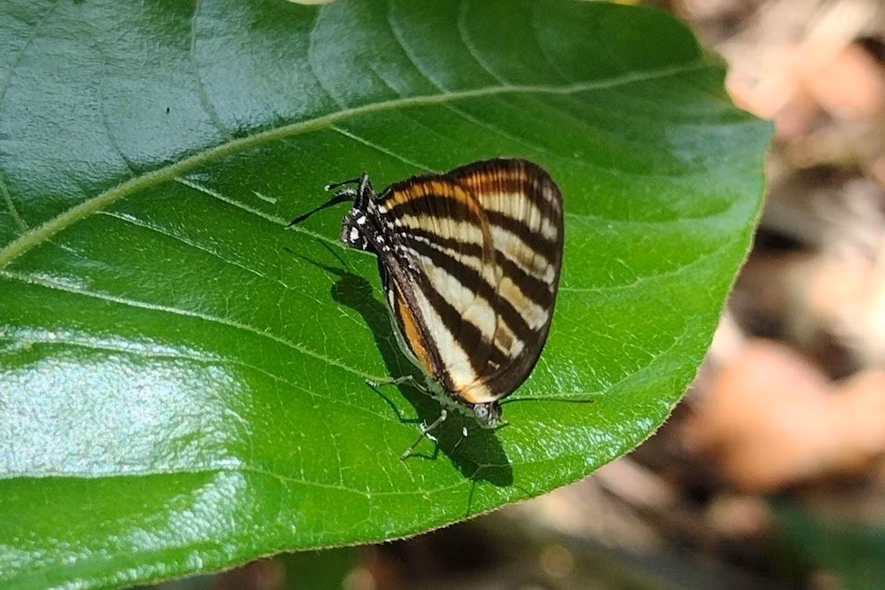 Các nhà côn trùng học từ Viện Giáo dục và Nghiên cứu Khoa học Ấn Độ đã có khám phá quan trọng khi tiến hành nghiên cứu chuyên sâu, phân tích dữ liệu từ 928 loài bướm Lycaenid. Nghiên cứu mới tập trung vào mối liên hệ giữa các đặc điểm tạo nên "đầu giả" như râu giả, đốm màu, đường viền mô phỏng đầu, các vệt hội tụ và màu sắc tương phản. Ảnh: lucaskaminski/iNaturalist.