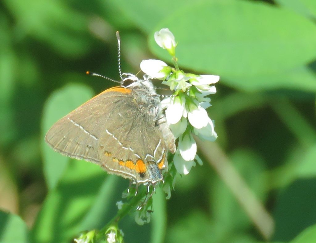 Một số loài bướm đã phát triển chiến lược tạo "đầu giả" vô cùng tinh vi. Điển hình là loài bướm Airamanna columbia. Với sự phối hợp giữa râu giả nhô ra, đốm đỏ hình mắt và màu sắc rực rỡ, phần đuôi của bướm Airamanna columbia trông như một chiếc đầu hoạt hình sống động. Ảnh: naturewalkswithjudy.com.