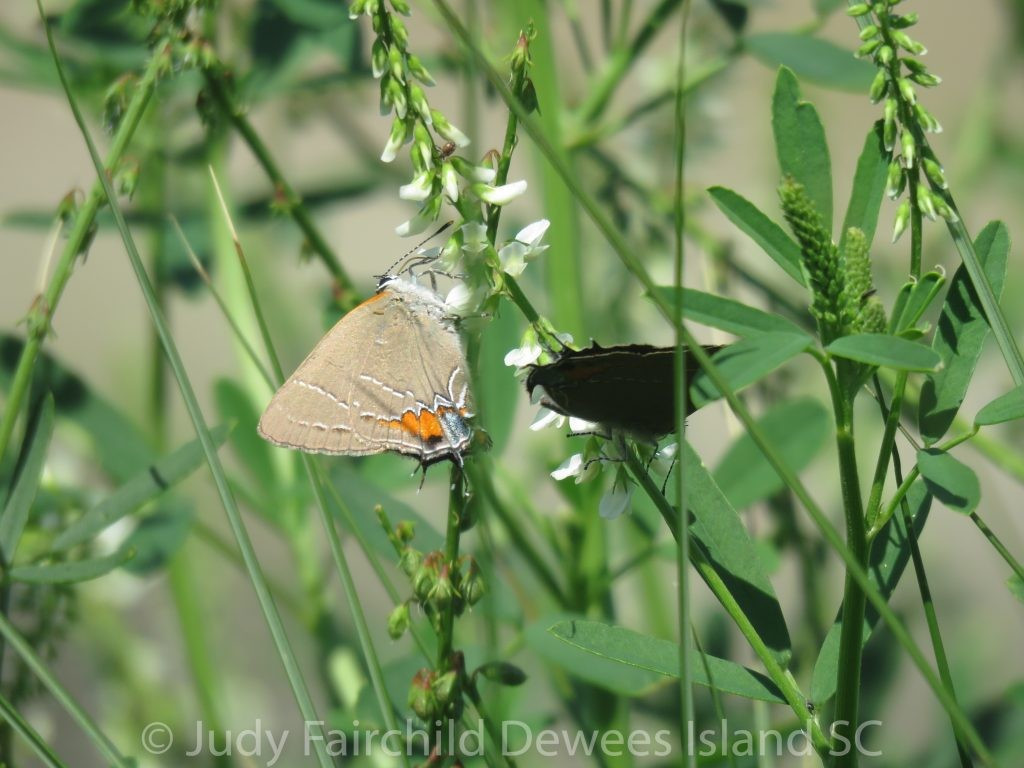 Điểm then chốt của chiến lược tạo "đầu giả" nằm ở khả năng chuyển hướng tấn công. Cơ thể bướm, vốn giàu dinh dưỡng, thường là mục tiêu chính của kẻ săn mồi, trong khi phần cánh chỉ là lớp bảo vệ phụ. Ảnh: naturewalkswithjudy.com.