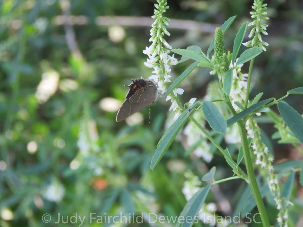 Đặc biệt, thằn lằn nhiệt đới, loài động vật có thị lực nhạy bén nhưng dễ bị đánh lừa bởi các hình ảnh giả lập, là mục tiêu chính của chiến lược tạo ra "đầu giả" của nhiều loài bướm thuộc họ Lycaenidae. Ảnh: naturewalkswithjudy.com.