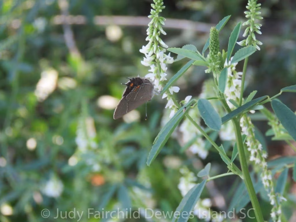 Đặc biệt, thằn lằn nhiệt đới, loài động vật có thị lực nhạy bén nhưng dễ bị đánh lừa bởi các hình ảnh giả lập, là mục tiêu chính của chiến lược tạo ra "đầu giả" của nhiều loài bướm thuộc họ Lycaenidae. Ảnh: naturewalkswithjudy.com.