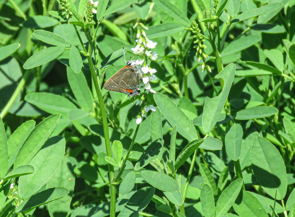 Với "đầu giả" ở đuôi, bướm đã thành công trong việc đánh lừa kẻ săn mồi, khiến chúng tấn công vào phần cánh thay vì cơ thể. Nhờ vậy, những cá thể bướm có cơ hội sống sót trước kẻ thù cũng như đảm bảo khả năng truyền gen cho thế hệ sau, trở thành một ưu thế tiến hóa quan trọng. Ảnh: naturewalkswithjudy.com.