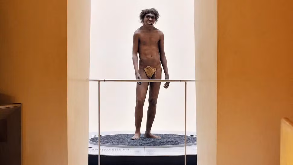 Theo nhóm nghiên cứu, chiếc rìu làm từ xương hà mã có thể được người Homo erectus dùng để giết, xẻ thịt động vật có kích thước lớn làm thức ăn. Ảnh: Getty Images.