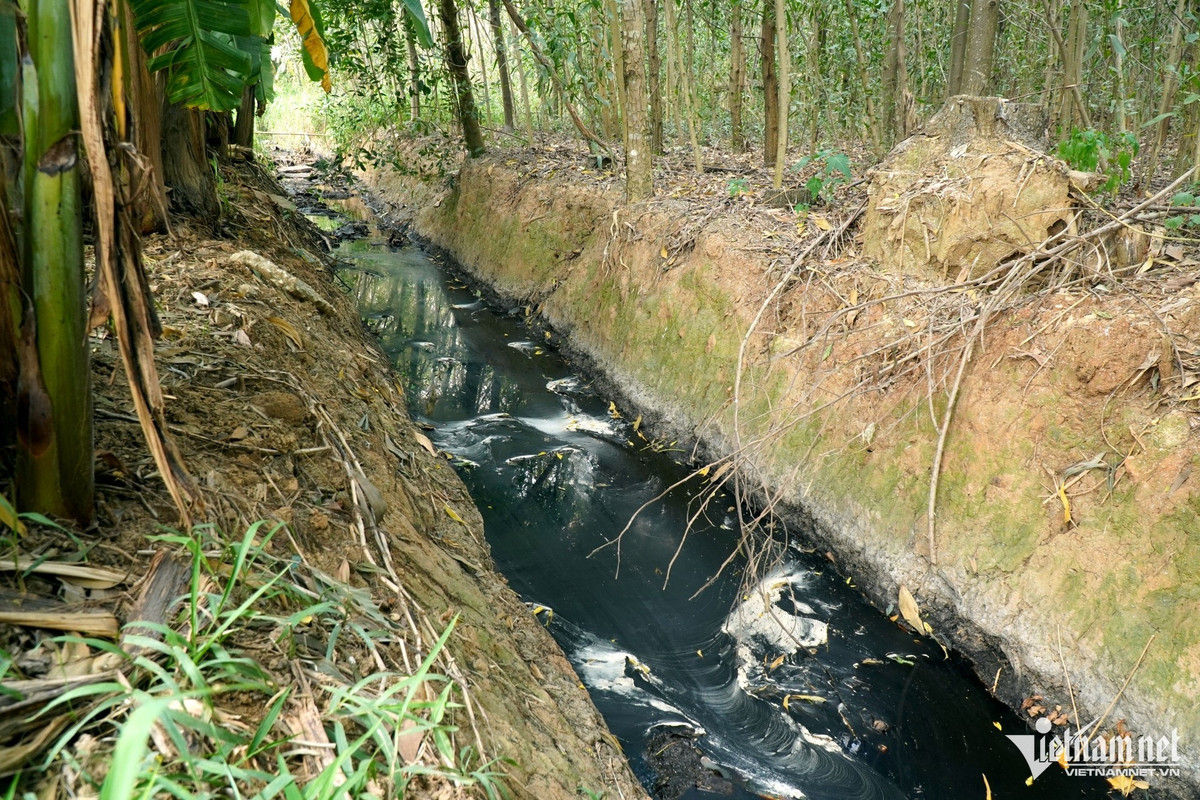 Nước thải đen, đặc quánh từ bãi rác chảy ra môi trường. Ảnh: Lê Dương