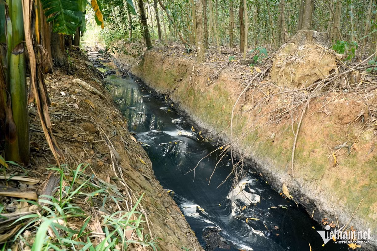 Nước thải đen, đặc quánh từ bãi rác chảy ra môi trường. Ảnh: Lê Dương