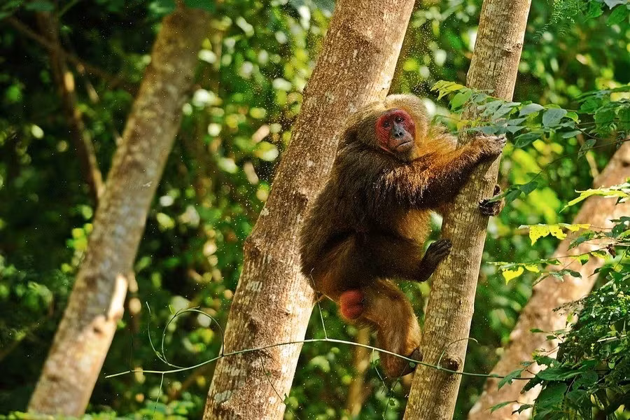 Khỉ mặt đỏ (Macaca arctoides) phân bố trên khắp cả nước. Loài này được xếp loại Sẽ nguy cấp trong Sách Đỏ Việt Nam. Sắp nguy cấp trong Sách Đỏ IUCN.