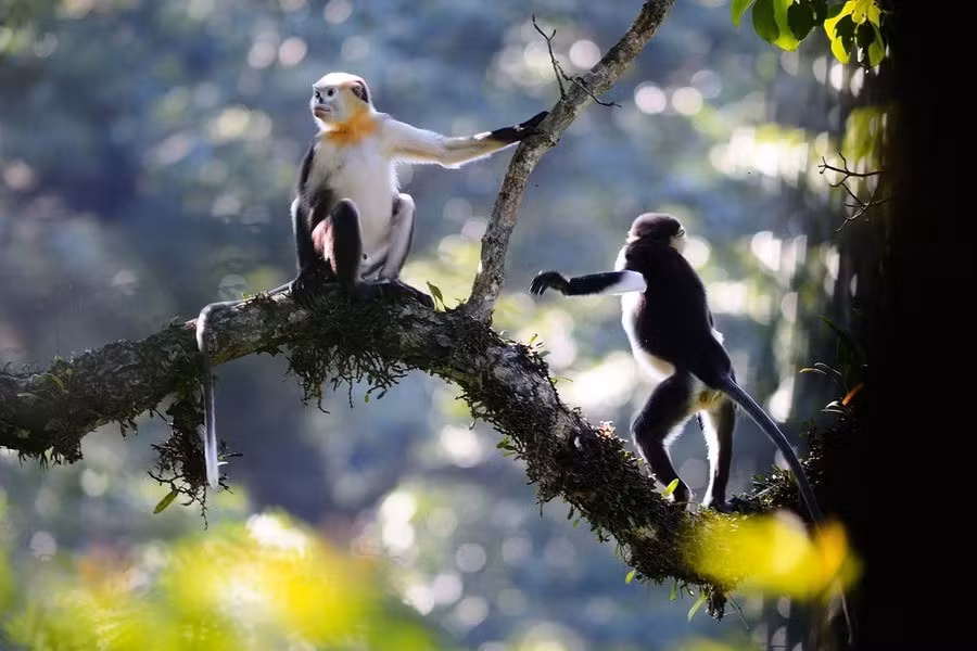 Voọc mũi hếch Bắc Bộ (Rhinopithecus avunculus) là loài linh trưởng đặc hữu Việt Nam, còn vài trăm cá thể trong các khu rừng ở ở Tuyên Quang, Cao Bằng, Yên Bái, Quảng Ninh, Hà Giang. Loài này được xếp loại Rất nguy cấp trong Sách Đỏ Việt Nam. Cực kỳ nguy cấp trong Sách Đỏ IUCN.