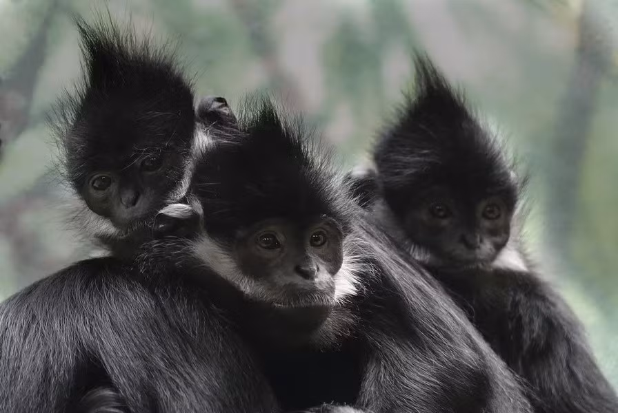 Voọc đen má trắng (Trachypithecus francoisi) được ghi nhận ở khu vực Đông Bắc Việt Nam, số lượng ước đoán dưới 500 cá thể. Loài này được xếp loại Nguy cấp trong Sách Đỏ Việt Nam và Sách Đỏ IUCN.