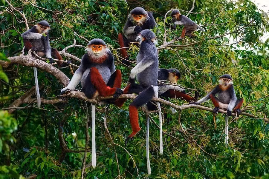 Chà vá chân đỏ hay chà vá chân nâu, voọc ngũ sắc (Pygathrix nemaeus), được ghi nhận từ Nghệ An đến Kon Tum. Loài này được xếp loại Rất nguy cấp trong Sách Đỏ Việt Nam. Cực kỳ nguy cấp trong Sách Đỏ IUCN.