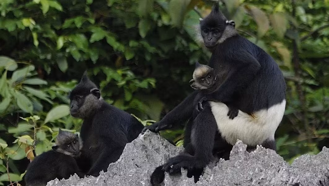 Voọc mông trắng hay voọc quần đùi trắng (Trachypithecus delacouri) là loài linh trưởng đặc hữu Việt Nam, chỉ còn hơn 200 cá thể được phân bố tại các điểm tách biệt nhau thuộc các tỉnh Ninh Bình, Hà Nam, Hòa Bình và Thanh Hóa. Loài này được xếp loại Rất nguy cấp trong Sách Đỏ Việt Nam. Cực kỳ nguy cấp trong Sách Đỏ IUCN.