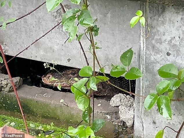 Một con kỳ đà khủng dài 2,1m được phát hiện đã nuốt chửng một em bé ở Thái Lan vào ngày 13/5. Các nhân viên y tế và người bắt động vật đã đến hiện trường ở Samut Prakan, ngoại ô thủ đô Bangkok, nơi họ phát hiện ra con bò sát trong đám cỏ cao, dày. Tuy nhiên, con vật đã trốn thoát dưới dầm bê tông khi họ cố gắng bắt nó.