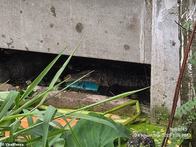 Tình nguyện viên cứu hộ Chaiwat Boonmee cho biết: "Con kỳ đà kéo thi thể em bé vào dưới một ngôi nhà gần đó. Thi thể của đứa trẻ sau đó được giao cho Viện Pháp y để khám nghiệm tử thi nhằm xác định nguyên nhân tử vong".