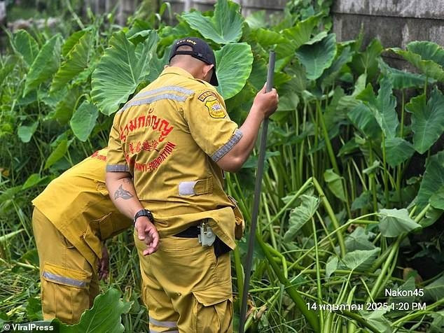 Con kỳ đà trông giống như quái vật Godzilla ẩn nấp trong hốc đầm lầy, trong khi các nhân viên cứu hộ tìm thấy một số phần còn lại của thi hài đứa trẻ xấu số.