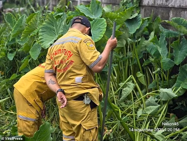 Con kỳ đà trông giống như quái vật Godzilla ẩn nấp trong hốc đầm lầy, trong khi các nhân viên cứu hộ tìm thấy một số phần còn lại của thi hài đứa trẻ xấu số.