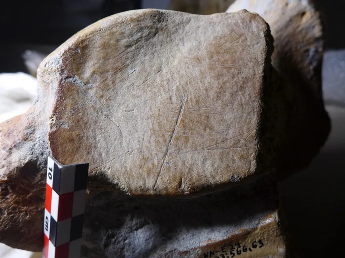 Sự di chuyển này, đặc biệt là ở cá thể đực, phản ánh hành vi của loài voi ngà thẳng thường lang thang khắp nơi để tìm kiếm tài nguyên thức ăn và bạn tình. Ảnh: Wil Roebroeks, Leiden.