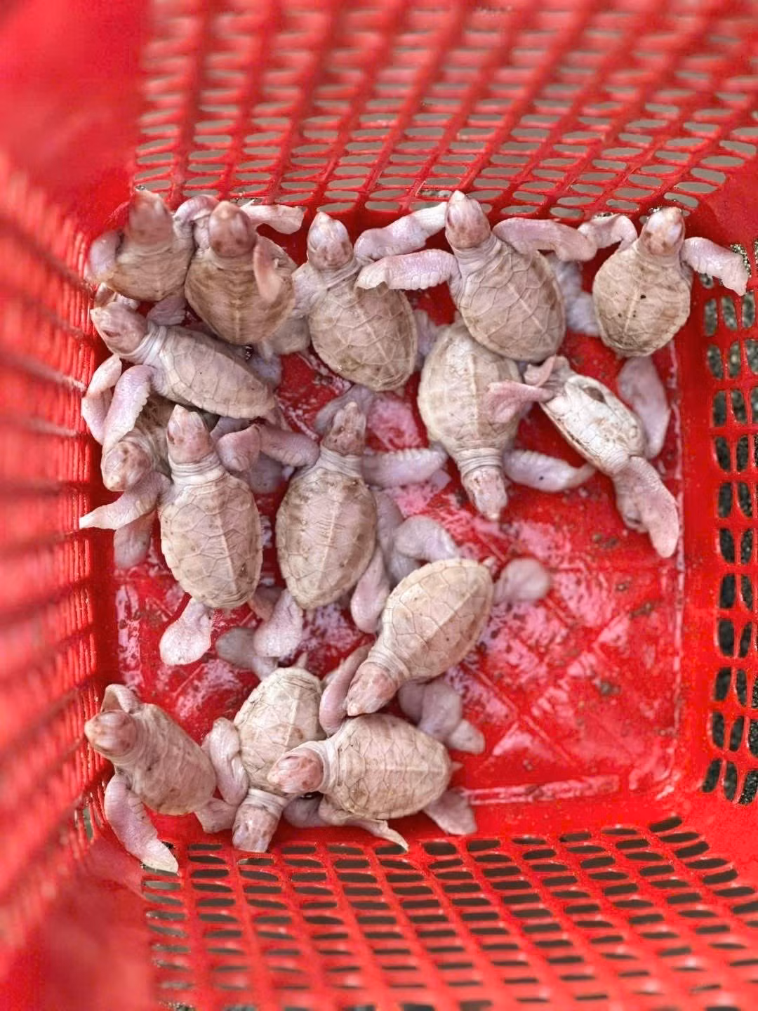 Khác với những con rùa biển thông thường, rùa bạch tạng có lớp mai ngà sáng, viền trắng như sương và đôi mắt hồng trong suốt. Ảnh: Tiền phong.