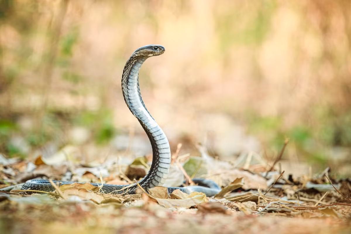 Khi trưởng thành, rắn hổ mang phun nọc Đông Dương có màu sắc cơ thể sáng hơn và có các đốm và sọc trắng. Chúng có thể đạt chiều dài trung bình từ 0,9 - 1,2m, thậm chí lên tới 1,6m. Ảnh: thainationalparks.