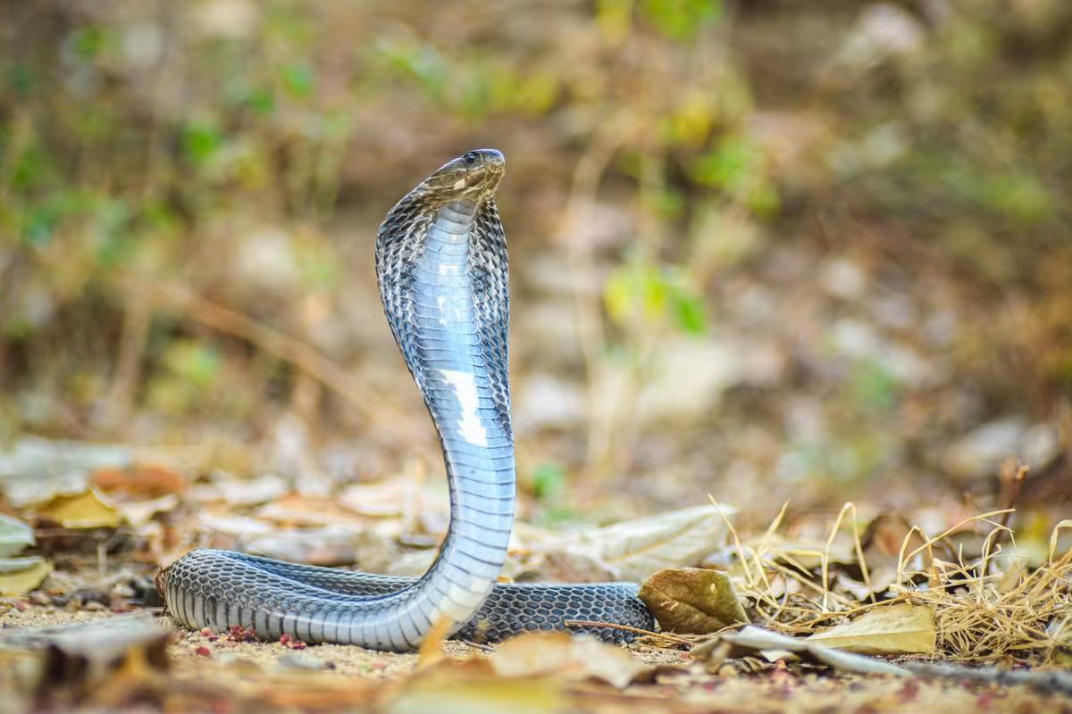 Rắn hổ mang phun nọc Đông Dương (còn gọi là rắn hổ mang Xiêm hoặc rắn hổ mèo) có tên khoa học là Naja siamensis. Loài này phân bố rộng tại khu vực Đông Nam Á, trong đó có Việt Nam. Ảnh: thainationalparks.