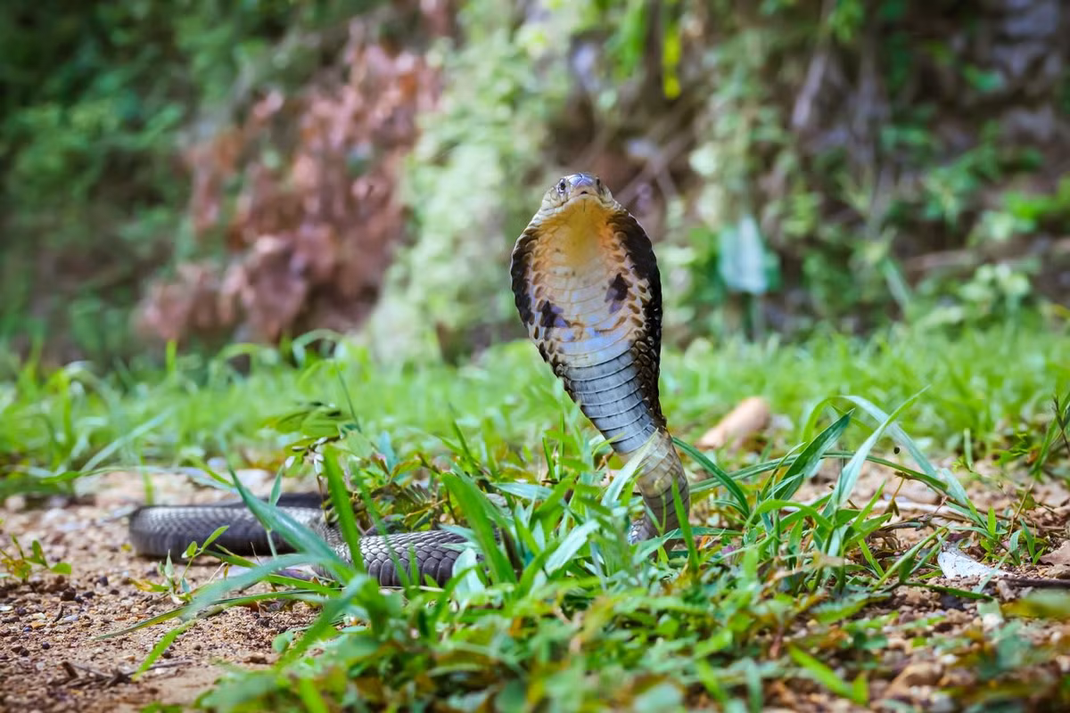 Khi cảm thấy bị đe dọa, rắn hổ đất thường ngóc cao đầu và phình rộng mang. Thức ăn của loài rắn này bao gồm động vật gặm nhấm, cá, ếch và cả một số loài rắn khác… Chúng cũng có thể phun nọc để tấn công kẻ thù nhưng thường dùng răng nanh để cắn và tiêm nọc độc vào nạn nhân. Ảnh: thainationalparks.