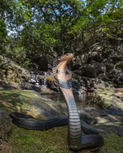Loài rắn hổ mang Trung Quốc hoạt động cả ngày nhưng chủ yếu săn mồi vào ban đêm. Thức ăn chính của cá thể trưởng thành bao gồm: cóc, ếch, thằn lằn, chuột và cả các loài rắn khác. Trong khi đó, con non chủ yếu ăn ếch, nhái. Ảnh: Lawrence Hylton.