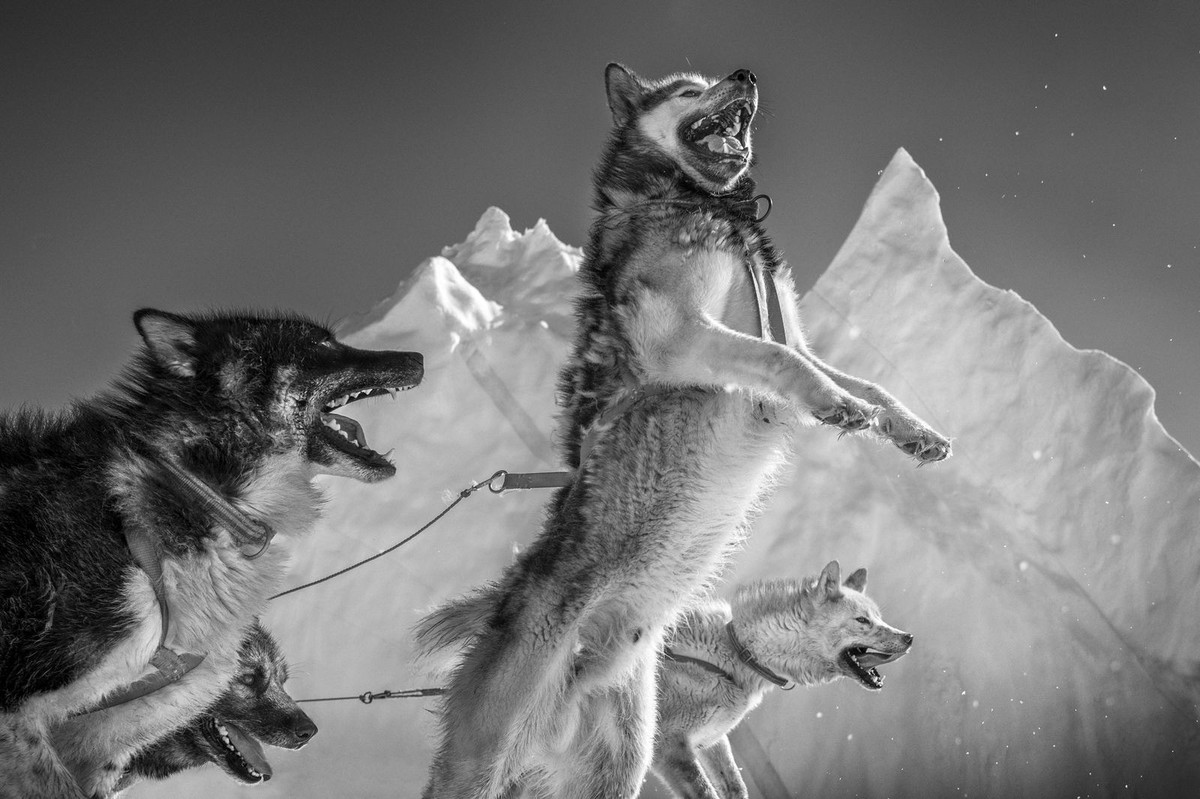 Sau khi Greenland trở thành lãnh thổ tự trị thuộc Đan Mạch vào năm 1979, giới chức trách đã xây dựng cơ chế quản lý hoạt động săn gấu Bắc Cực. Ảnh: Ragnar Axelsson for The New Yorker.