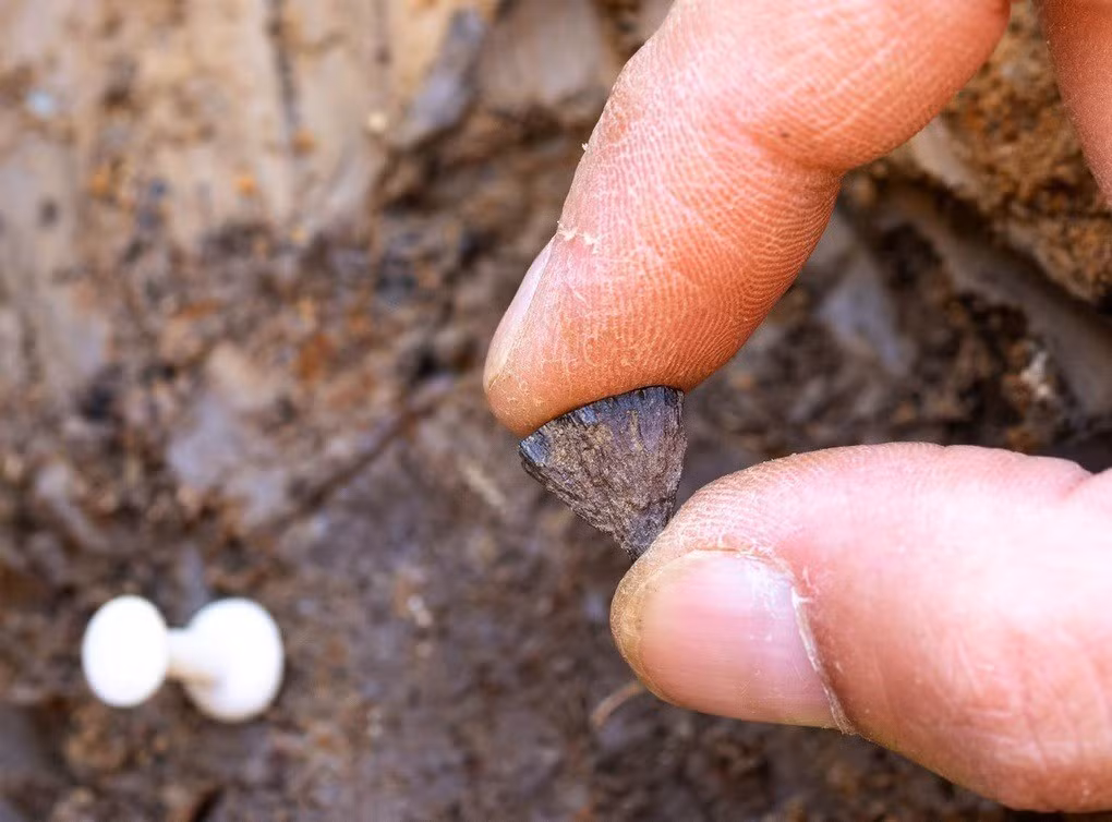 Nhóm nghiên cứu cũng không tìm thấy mảnh xương người nào tại khu khai quật ở Barnham. Vì vậy, việc xác định nhóm người đã tạo ra ngọn lửa vẫn chưa rõ ràng. Tuy nhiên, những dấu vết này nhiều khả năng thuộc về người Neanderthal - họ hàng đã tuyệt chủng của loài người hiện đại của chúng ta. Ảnh: Jordan Mansfield.